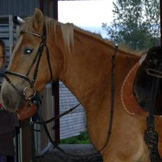 Haflinger Stabejs 