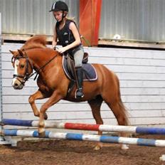 Anden særlig race Mackie