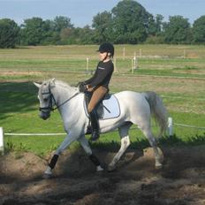 Welsh Pony (sec B) Lyngvejens Komet (solgt)