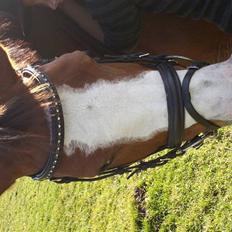 Anden særlig race Smukke