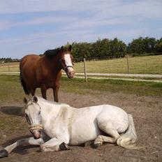 Anden særlig race Smukke