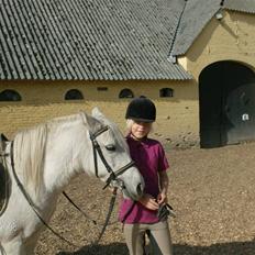 Welsh Pony (sec B) Lisette 