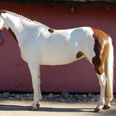 Pinto Apatchie A'nikka