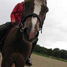 Welsh Pony (sec B) l Clausholm Vini Vidi Vici