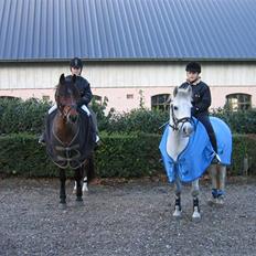 Anden særlig race Silver