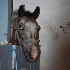 Anden særlig race Tøsen RIP.