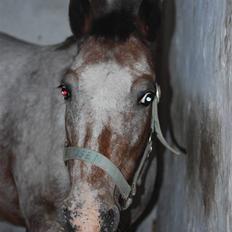 Anden særlig race Tøsen RIP.