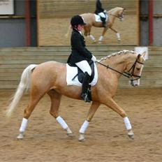 Palomino Monza's Touche'