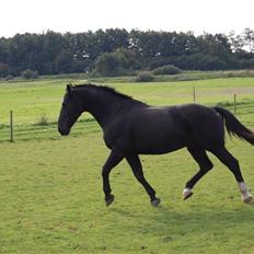 Oldenborg Donny af ravnsøgaard