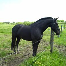 Oldenborg Donny af ravnsøgaard