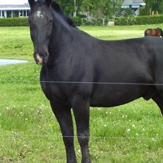 Oldenborg Donny af ravnsøgaard