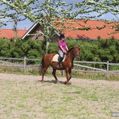 Palomino Tequila Sunrise ( x part)