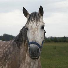 New Forest Rødtjørns Shakira