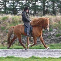 Islænder Gasalegur-Hellingur fra Hofsosi *SOLGT