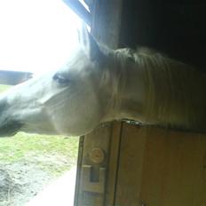 Connemara Nørlunds Melanie