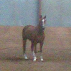 Hannoveraner Heslegårds Lullu