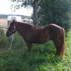 Anden særlig race JENKA   DØD Den 23/4-09