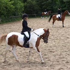 Anden særlig race Pil