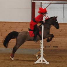 Hollandsk Sportspony Chico<3SAVN:'/