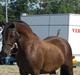 Welsh Pony af Cob-type (sec C) Fjordglimts Miss Gabrysia