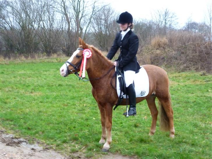 Anden særlig race Chiquita-B-pony *solgt* billede 2