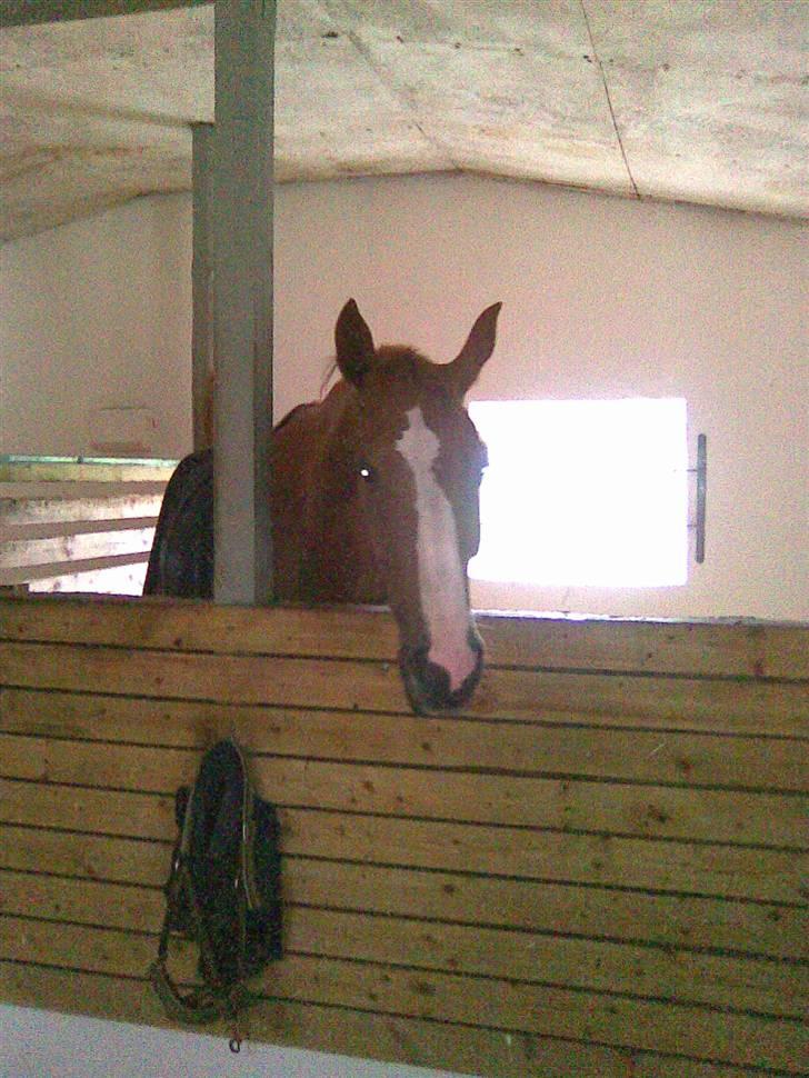 Hannoveraner ludwiig billede 12