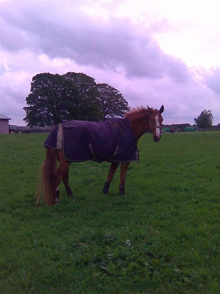 Hannoveraner ludwiig billede 13