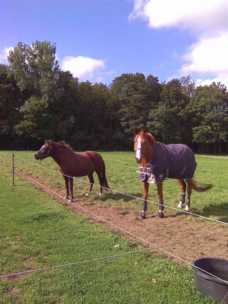 Hannoveraner ludwiig billede 15