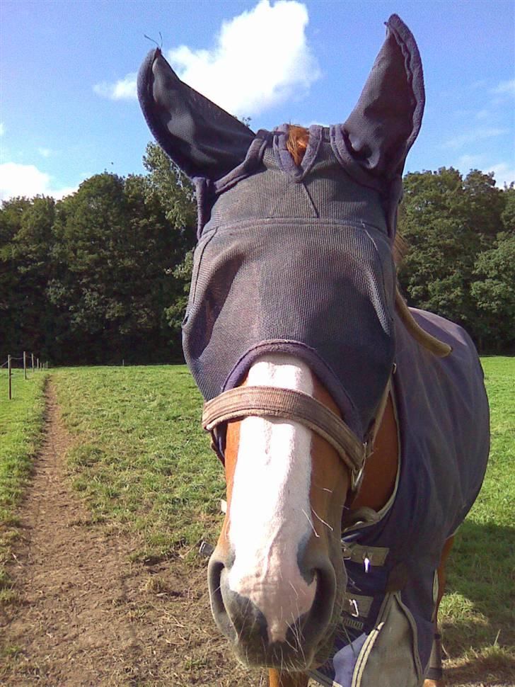 Hannoveraner ludwiig billede 16