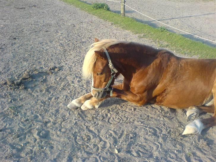 Anden særlig race Marquis billede 13