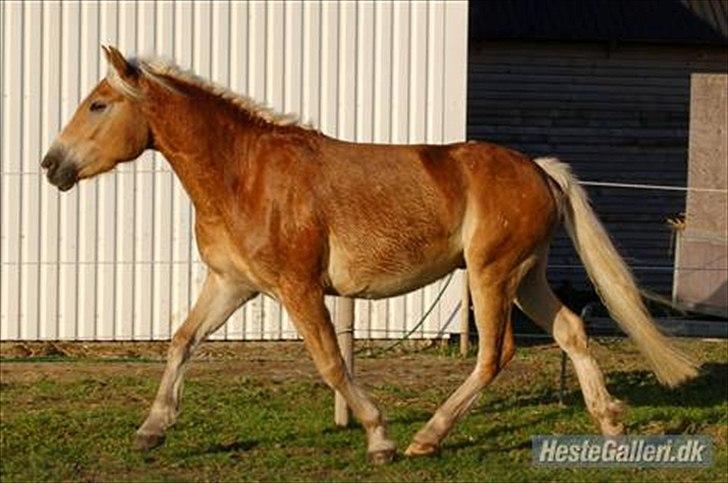 Haflinger Alsace  billede 1