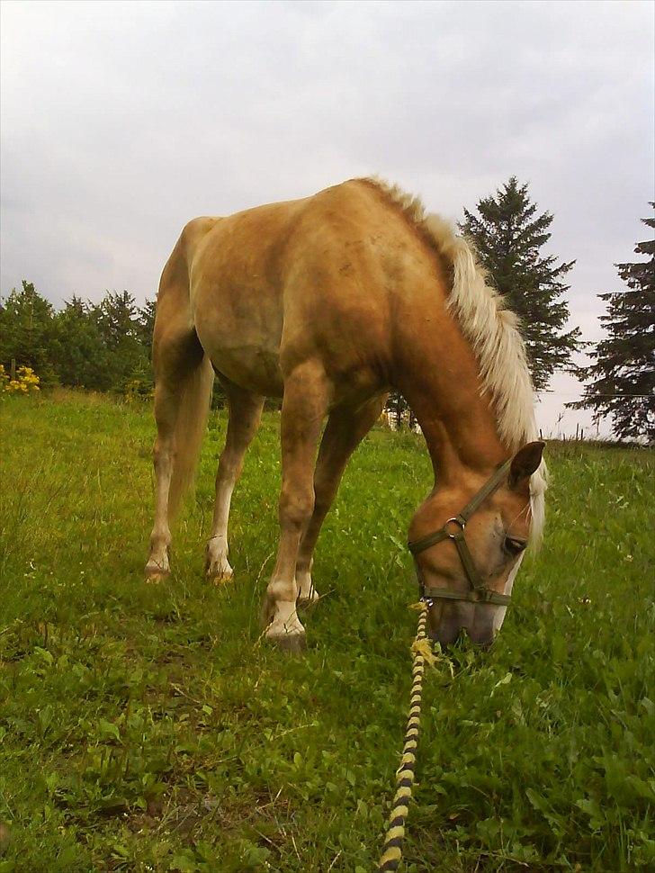 Haflinger Alsace  -  3. gang med rytter på ryggen billede 2