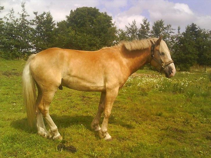 Haflinger Alsace  - Alsace under rytter på Nordan.  billede 3