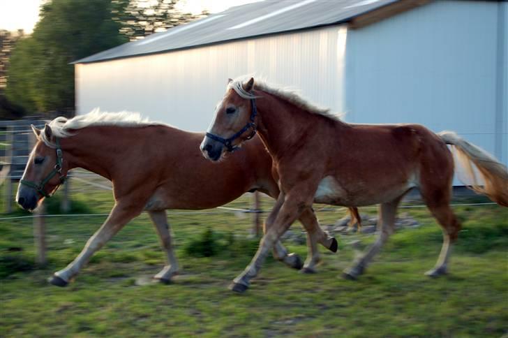 Haflinger Alsace  - D.19.9.08 - Alsass t.v. - lige ankommet billede 4