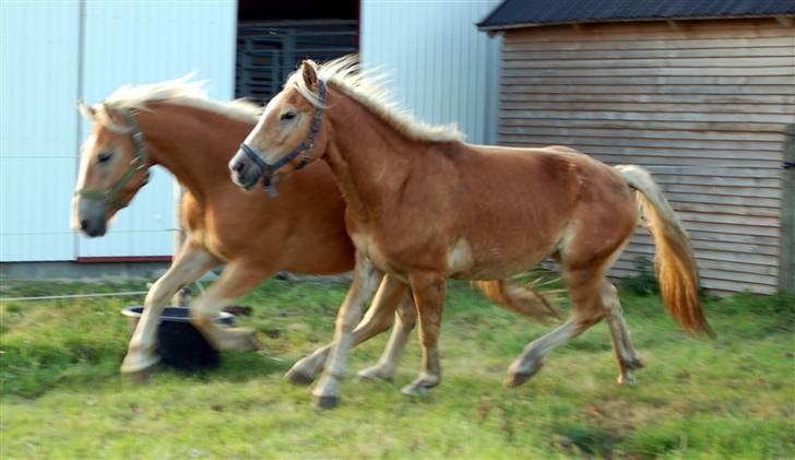 Haflinger Stabejs  billede 4