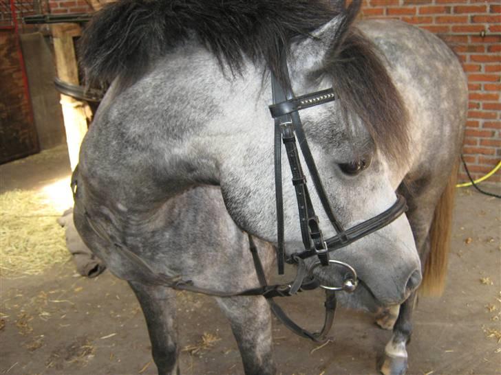 Welsh Pony (sec B) Indiana Joe -  3. Juni 09. billede 5