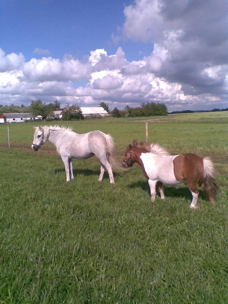 Anden særlig race Misty R.I.P - Misty og Cassis billede 7