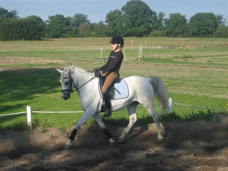 Welsh Pony (sec B) Lyngvejens Komet (solgt) - se lige en hals komet har der!!!!!! :-O  billede 2