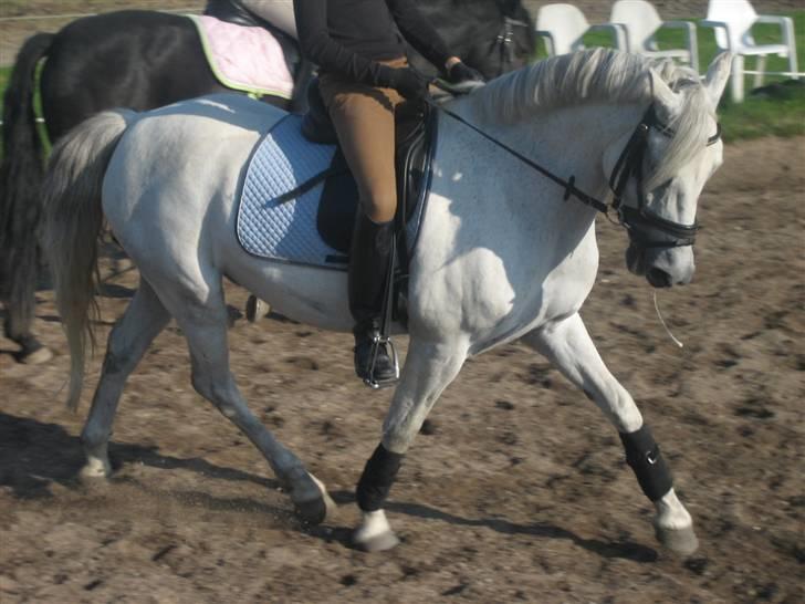 Welsh Pony (sec B) Lyngvejens Komet (solgt) billede 3