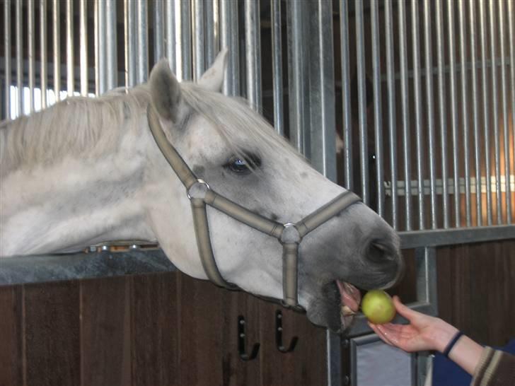 Welsh Pony (sec B) Lyngvejens Komet (solgt) - jeg elsker æbler !!! billede 4