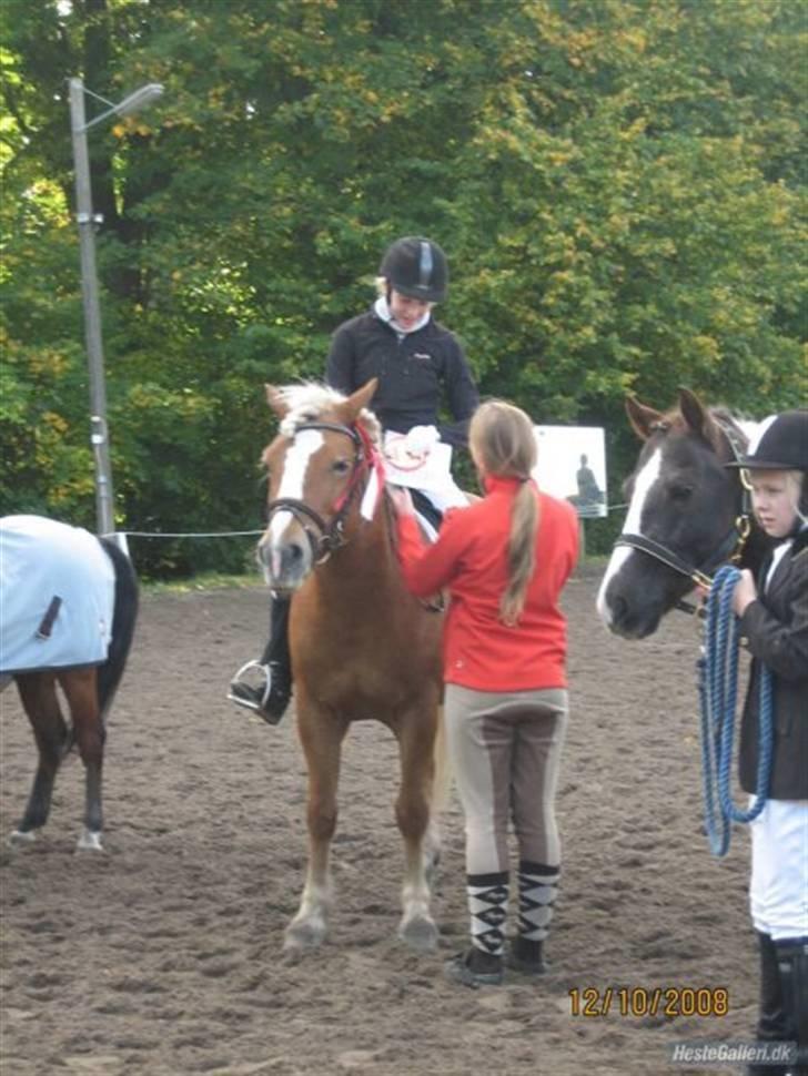 Haflinger Dreams Archi - Vores første dressur stævne :´( <3  billede 9