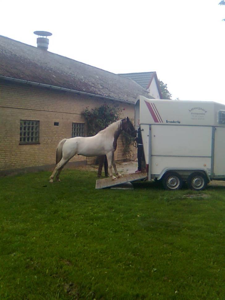 Pinto Intermezzo *SOLGT* - Afhentning af Mezzo hos avler og skal på sin første trailer-køre-tur. billede 18