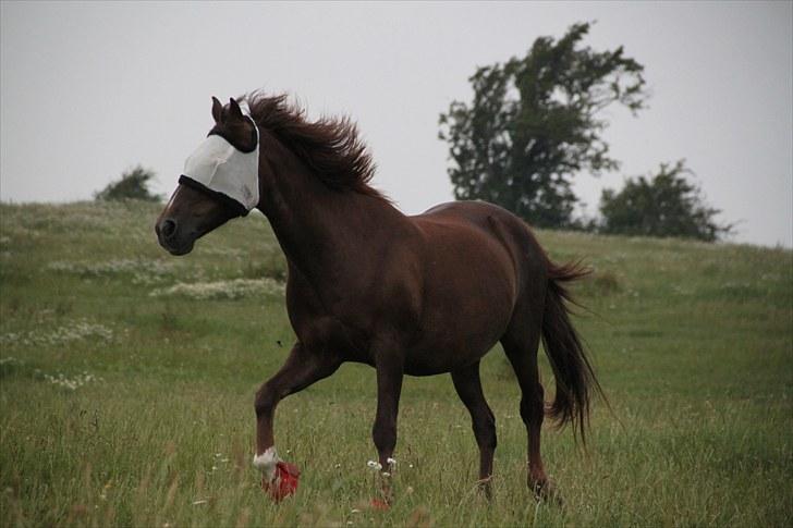 Anden særlig race Miss trixie bell  - Min dejlige pony på fold. :-* 
Juli 2010 billede 3