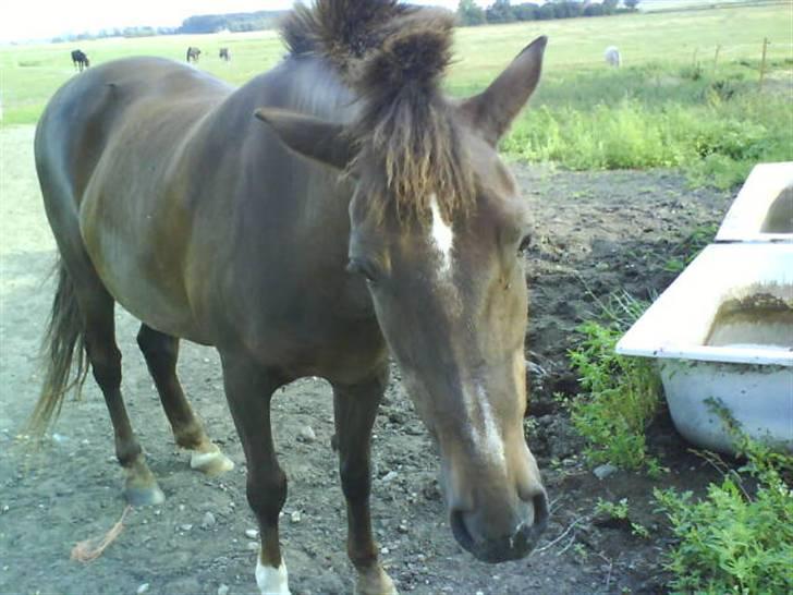 Anden særlig race Miss trixie bell  billede 4