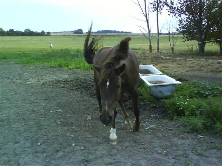 Anden særlig race Miss trixie bell  - På gamle fold. :) billede 5