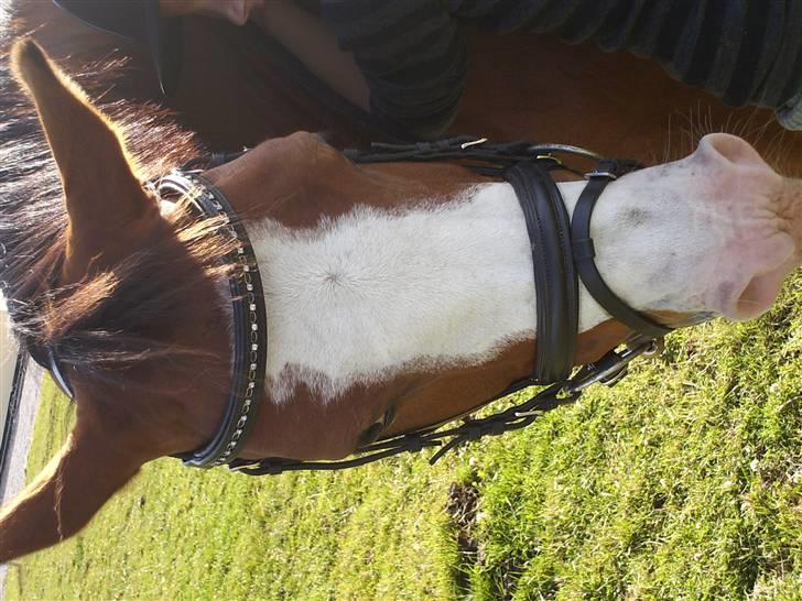 Anden særlig race Smukke billede 2