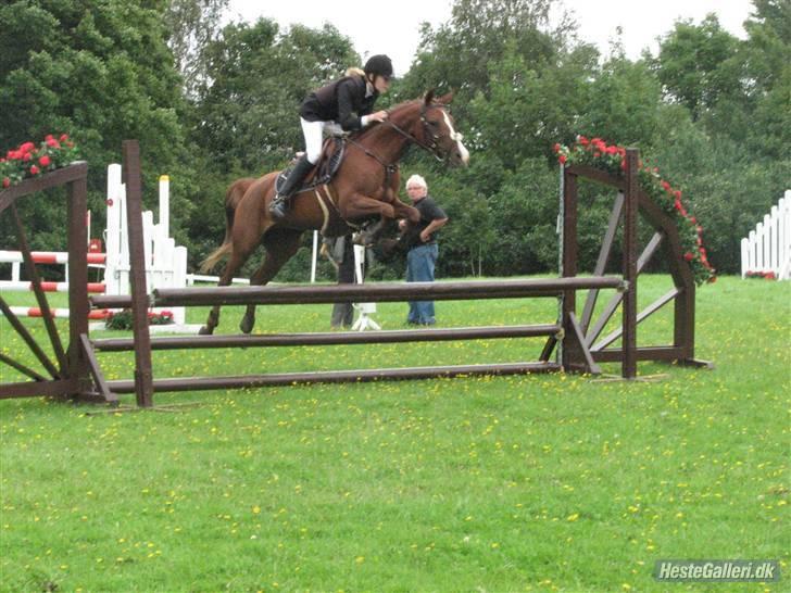 Hollandsk Sportspony Charléne *tidl. hest - Lb i Paarup :-) billede 3