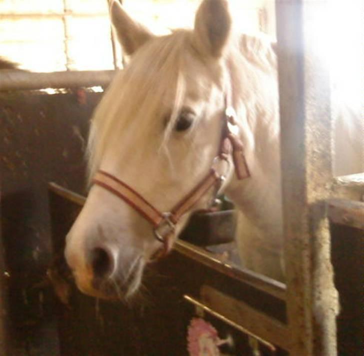 Welsh Pony (sec B) Lisette  billede 1