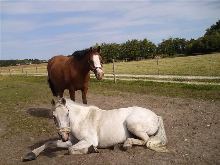 Anden særlig race Smukke - smukke og melanie billede 3