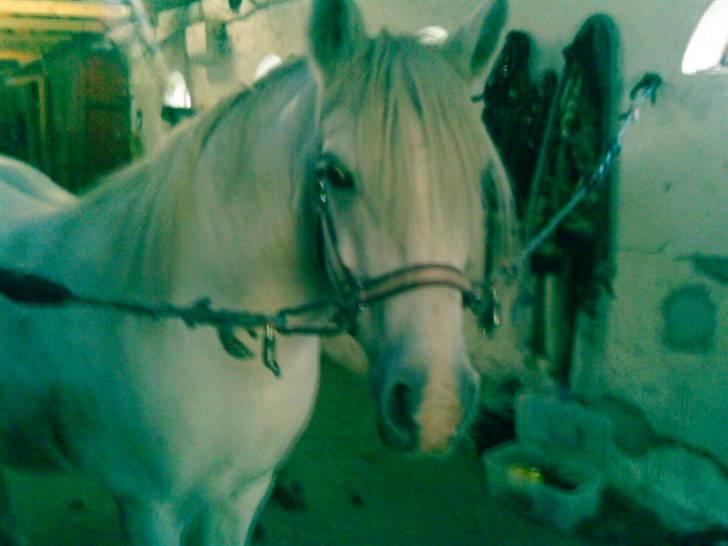 Welsh Pony (sec B) Lisette  billede 2